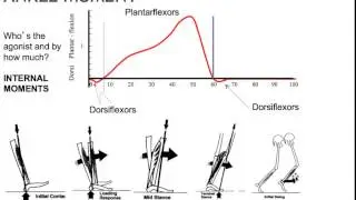Ankle basics kinematics, kinetics, EMG