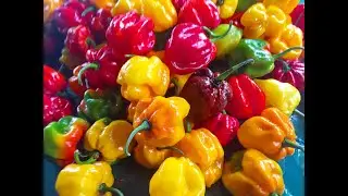 How To Dehydrate Scotch Bonnet Peppers | CaribbeanPot.com
