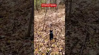 Мася и Белки 