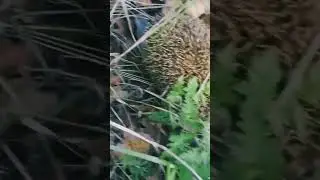 интересно это тот самый 🦔 Ёжик❓ 