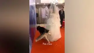 Funniest Animals 2023 😂 Funny Cats and Dogs Videos 😺🐶 Part 1