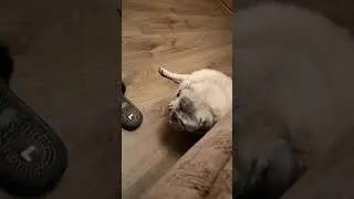 Мопс засыпает сидя