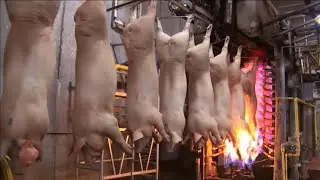 Amazing Modern Pig Slaughter Process - You won't believe your eyes !