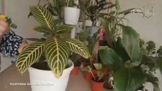 Санхеция  гули парвариши хақида