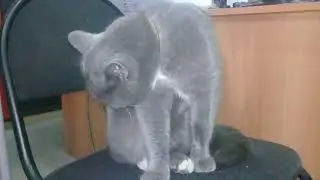 Куда собрался котэ?