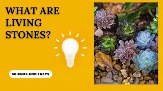 What are Living Stones?