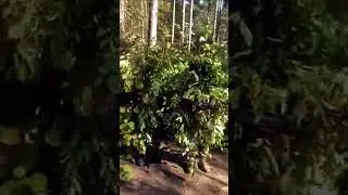 UKRAINIAN SOLDIER BUSHES subscribe ❤️✅