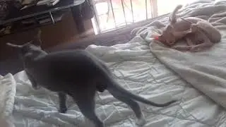 Как кот уговаривает кошку для любви..