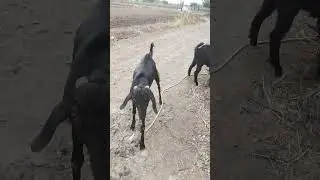 indian goat jumping to attack #shorts
