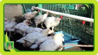 Плюсы и минусы ниппельных поилок для птицы