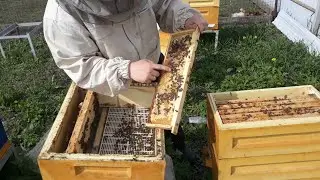 СПАСЕНИЕ МАТОК РАННЕЙ ВЕСНОЙ ИТОГИ
