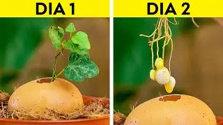 INDO MAIS FUNDO: TRUQUES CRIATIVOS PARA MELHORAR O SEU JARDIM