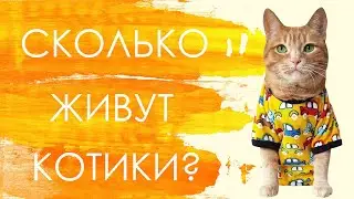 Сколько живут кошки?
