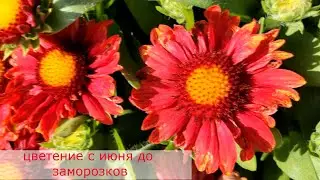 Яркое покрывало для ландшафтного  дизайна- Гайлардия