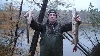 Рыбалка на закидушки. Налим и Щука начали свой осенний Жор!