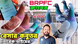 ২৫০০ টাকা জোড়া BRPFC ক্লাবের রেস করা কবুতর তারেক ভাইয়ের বিক্রি হবে খুবই কম দামে। Racing kobutor