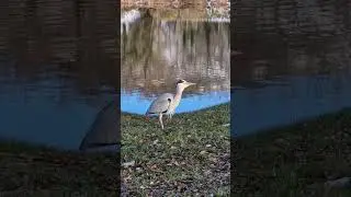 Wild bird