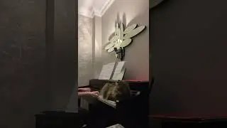Ну давай поиграем #кот #кошки