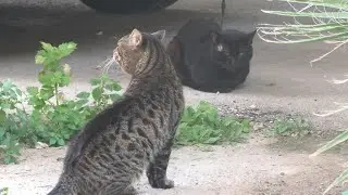Cats Show Off Before Fight