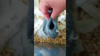 Игра с дегу 🐿️🐿️🐿️