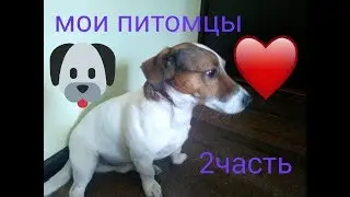 Мои питомцы 2 часть