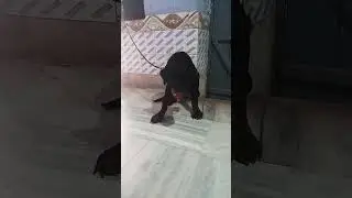 Rottweiler dog ❤ life journey status 🔥🔥🔥 status