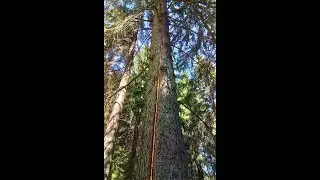 Поразен смърч (P. abies) от мълния