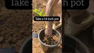 Buddha's hand citrus plant potting #shorts
