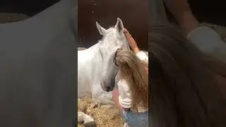милота ❤️ #subscribe #fails #horse #trending #eguestrian
