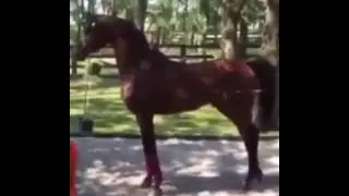 третий