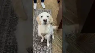 Archie 🐶 ❤️