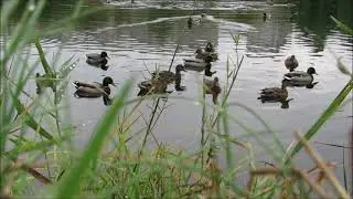 Кряквы. Звуки природы на озере / Wild ducks. Sounds of nature on the lake.