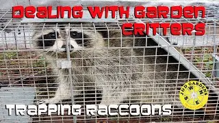 Trapping Raccoons 2022