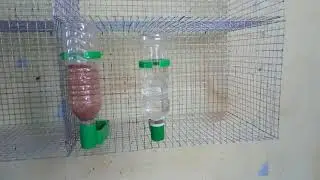 Birds feeder cups setup