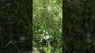 Все травы и цветы.#Луг#сад#огород#поле#разнотравье.