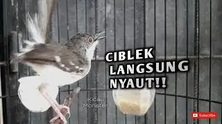 AMPUH !! PANCINGAN CIBLEK MALAS BUNYI