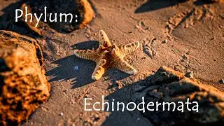 Phylum Echinodermata, Starfish, Urchins, and Sea Cucumbers