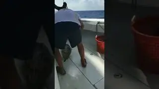 Don’t put your fingers in a pufferfishes mouth!