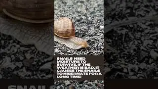snail can sleep for upto 3 years 🤯 #youtubeshorts #mindblowingfacts