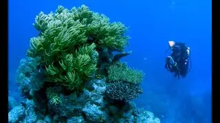 Sahaj X Citizens GBR - Securing the Great Barrier Reef with Engineering and Collaboration