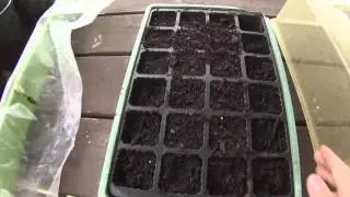 How to grow White Strawberries from seed (pineberries)