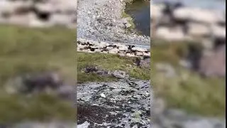 Minecraft sheep irl