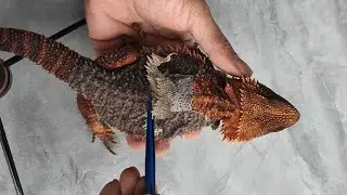 Peeling Away the Rough Skin: Shedding Time for My Bearded Dragons!