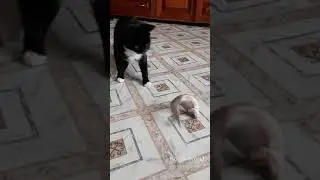 По сути вкусно... кошка и рыба.  