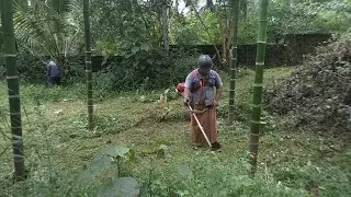 Grass cutting at Arecanut farm 🌿