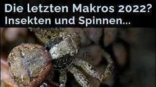 So findest du die letzten Makromotive im November (Film und Foto)
