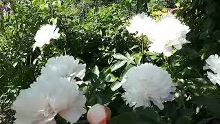 Пион сорт Фестива Максима.