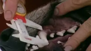 Клыки канадского волка. 