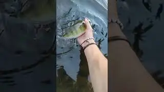 #fish