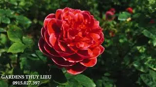 VƯỜN HOA THÚY LIỄU - CAO BẰNG